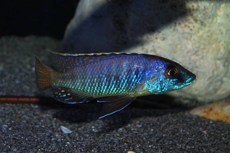 Mylochromis sp. 'lateristriga makanjila'